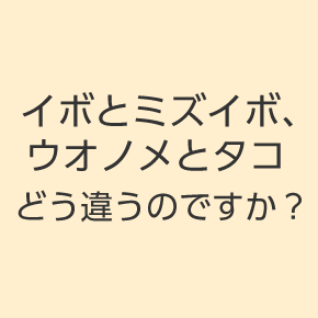 イボとミズイボ、ウオノメとタコ─どう違うのですか？─
