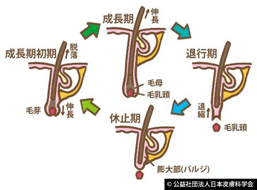 図1：頭髪の成長期毛包