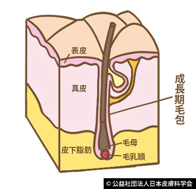 図1：頭髪の成長期毛包