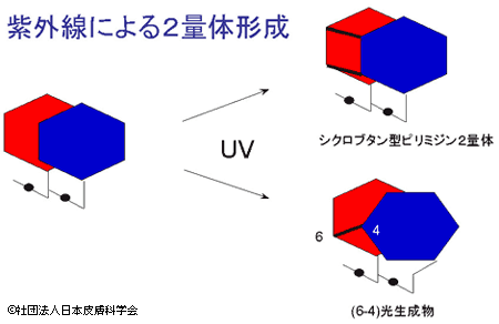 紫外線による2量体形成