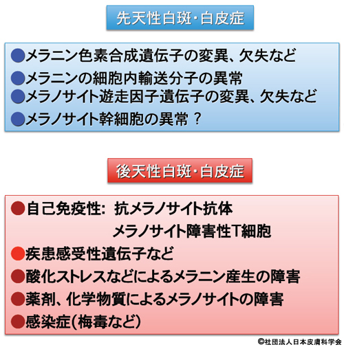 尋常性白斑 白斑 Q6 皮膚科q A 公益社団法人日本皮膚科学会