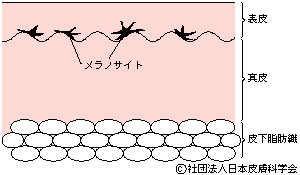 資料1:皮膚の構造