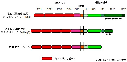 図1