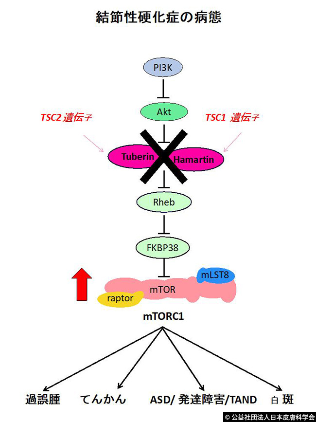 図1