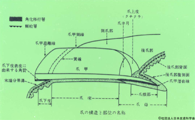 爪の構造の模式図